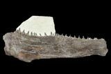 Fossil Fish (Ichthyodectes) Jaw Section - Kansas #114016-1